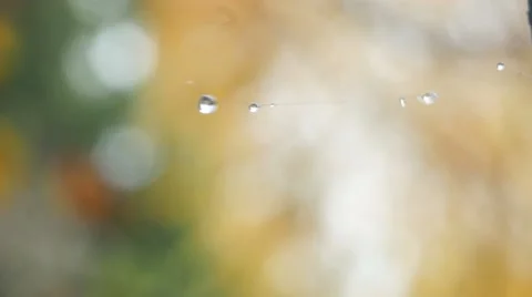 Drops Of Dew On A Spider Web 4k Stock Footage 42954483