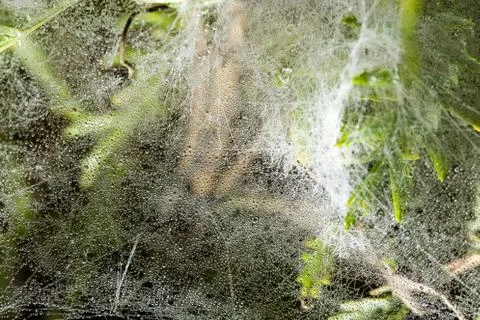 Drops of dew on a spider web as a background Stock Photos