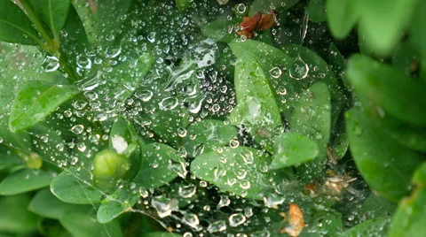 Drops of dew on a spider web Stock Footage 68908481