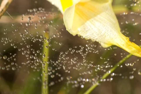 Drops of dew on a spider web on a green background, the spider web in the wat Stock Photos