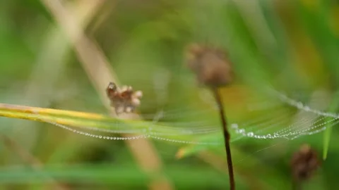 Drops of dew on a spider's web Stock Footage 162180856