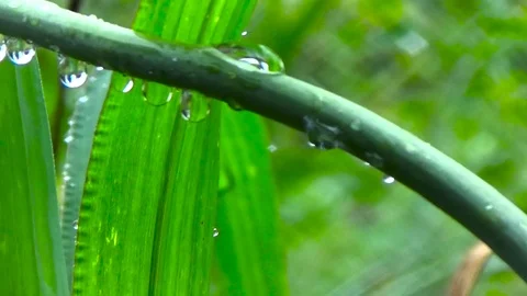 Drops of dew on a stalk of garlic Stock Footage 78702845