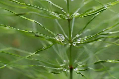 Drops of dew on a stalk of Stock Photos