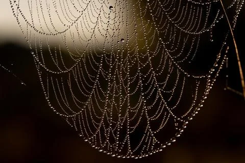 Drops of dew turned the web into patterns of a magical sparkling necklace Foto stock
