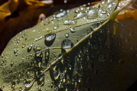 Drops of dew water on the back of a leaf Stock Photos