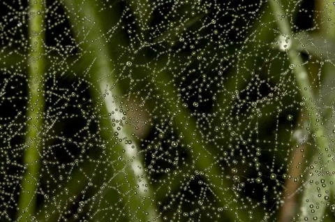 Drops dew on web Stock Photos