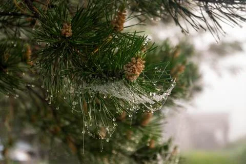 Drops of dew on a web on pine needles Stock Photos