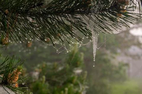 Drops of dew on a web on pine needles Stock Photos