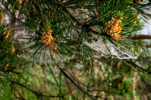 Drops of dew on a web on pine needles Stock Photos