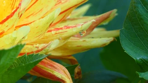 Drops of dew on a yellow flower. Stock Footage 80626928