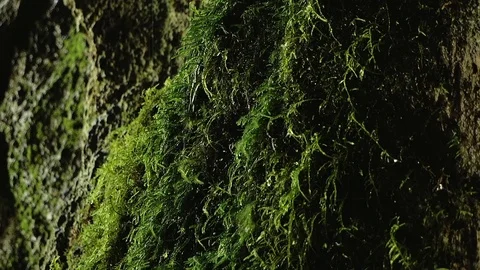 Drops dripping on moss in a cave Видео 80558328
