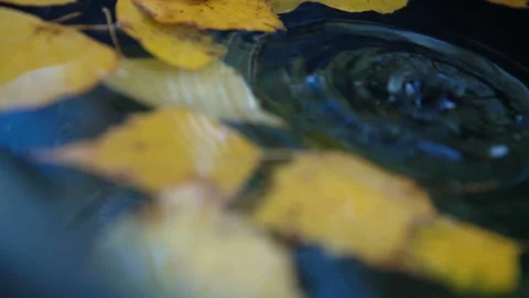 Drops dripping from tree on placid surface of water making water rings Stock-Footage 131328900