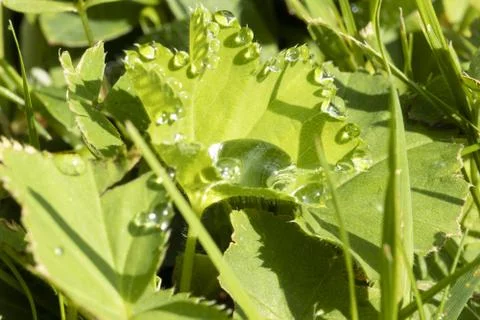 Drops of early dew on a leaf Stock Photos