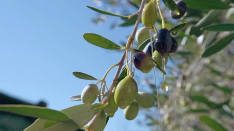 Drops of extra virgin olive oil falling down to the ground from growing trees Stock Footage 172044769