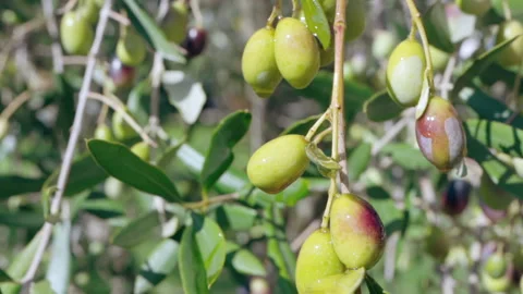 Drops of extra virgin olive oil falling down to the ground from tree branches Stock Footage 203815060