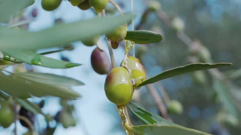 Drops of extra virgin olive oil falling down to the ground from growing green Video stock 236937342