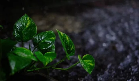 Drops fall and break on the ground in a spray close-up Stock Footage 262523845