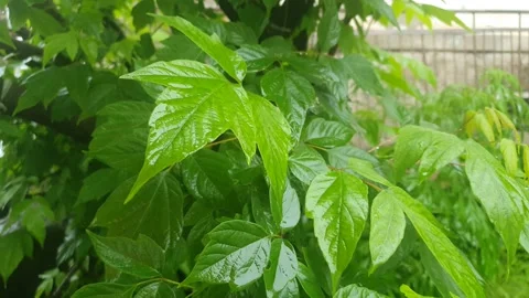 Drops fall on green foliage on a branch during the rain. Stock Footage 133577962