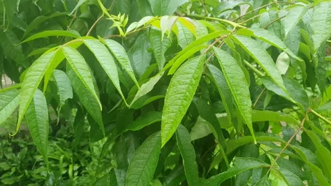 Drops fall on green foliage on a branch during the rain. Stock Footage 133577974