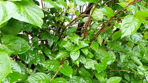 Drops fall on the green foliage on a branch during the rain. Slow motion. Stock Footage 134097333
