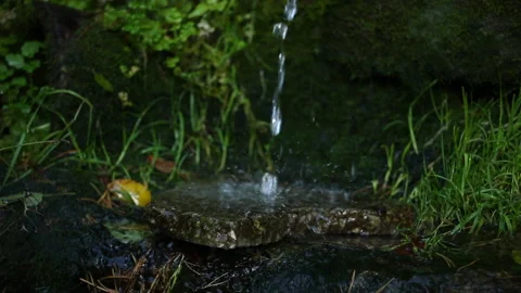Drops fall, moss, water spring Video stock 161840614