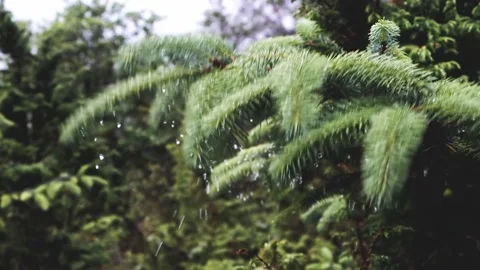 Drops fall from a spruce branch. Stock Footage 197337898