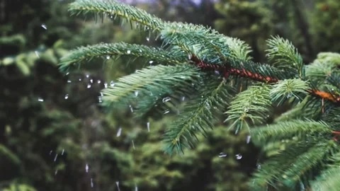 Drops fall from a spruce branch. Stock Footage 197340509