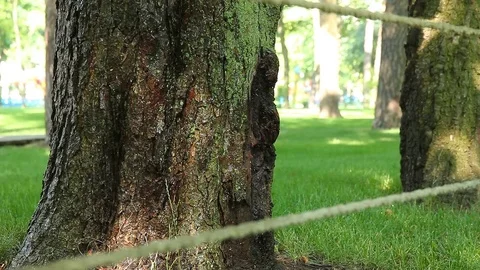 Drops fall from the tree 库存影片 78216811