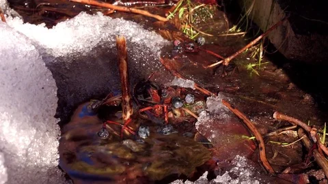Drops fall under the spring sun in melted snow Video stock 73359522