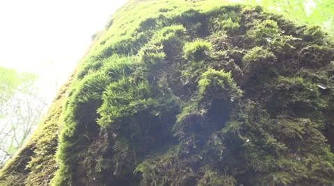 Drops falling down from moss in slow motion (200fps) Stock-Footage 23483738