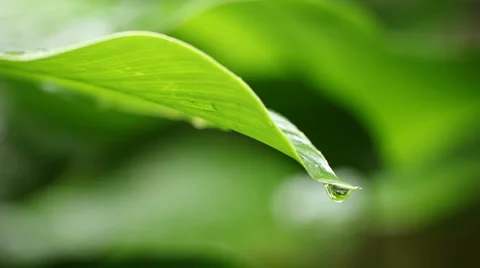 Drops falling from leaf Vidéo 1002645