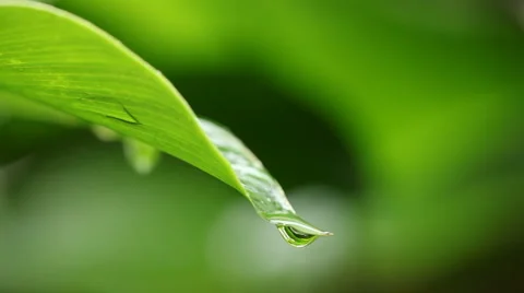 Drops falling from leaf Vidéo 1002687