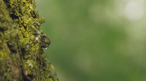 Drops falling from the tree Stock Footage 56369759
