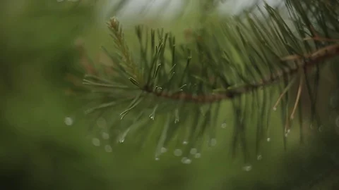 Drops on fir-tree needles Stock Footage 73256102