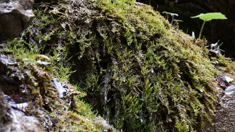 Drops flow down on the green mossy stone plumb near a waterfall. Stock Footage 77007579