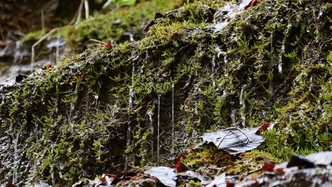 Drops flow down on the green mossy stone plumb near a waterfall. Stock Footage 77007586