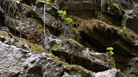 Drops flow down on the green mossy stone plumb near a waterfall. Stock Footage 77007610