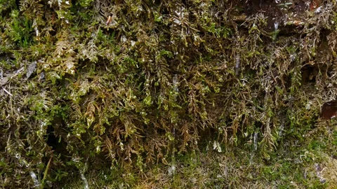 Drops flow down on the green mossy stone plumb near a waterfall. Stock Footage 77007635