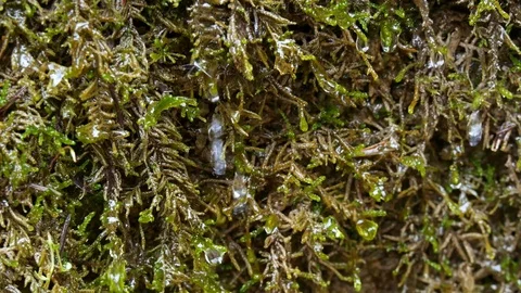 Drops flow down on the green mossy stone plumb near a waterfall. Stock Footage 77007636