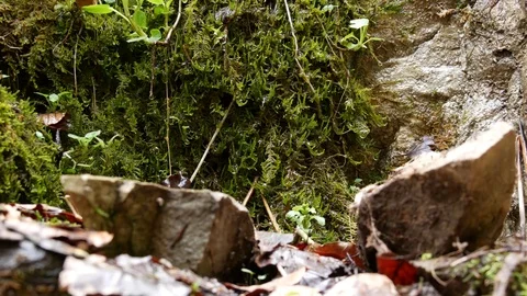 Drops flow down on the green mossy stone plumb near a waterfall. Stock Footage 77007654