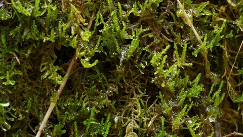 Drops flow down on the green mossy stone plumb near a waterfall. Stock Footage 77007667