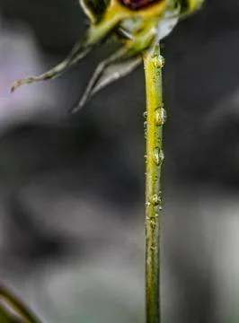 Drops in a flower Stock Photos