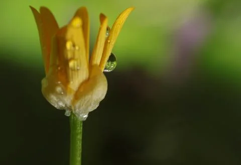Drops on a flower Stock Photos