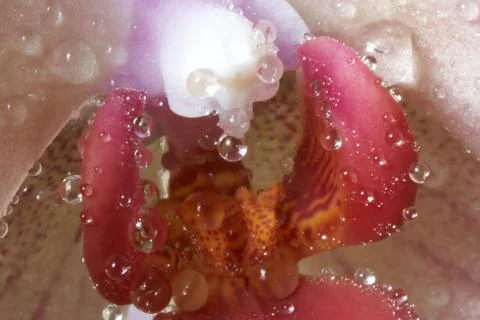 Drops on flower Stock Photos