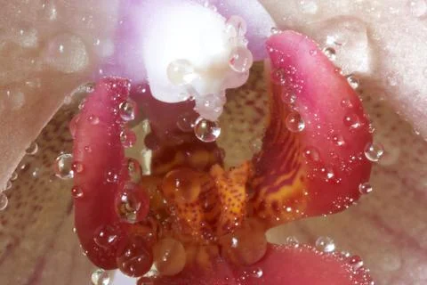 Drops on flower Stock Photos