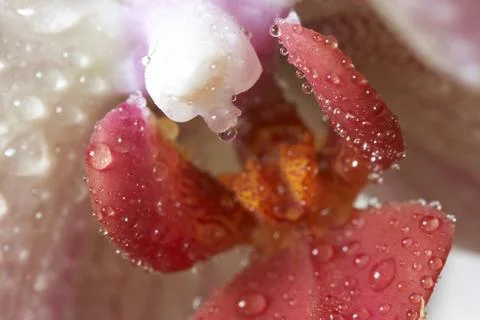 Drops on flower Stock Photos