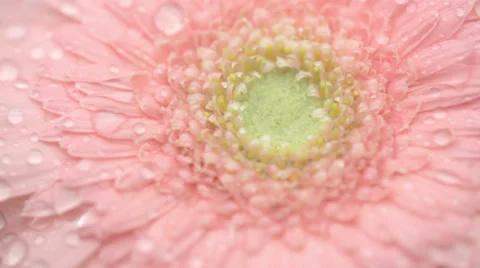 Drops flowing on gerbera.  Stock Footage 39580885
