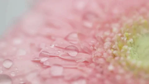 Drops flowing on gerbera. Stock Footage 151212115