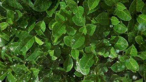Drops fly on leaves and plants. Record in rain and watering the garden. Stock Footage 80321776