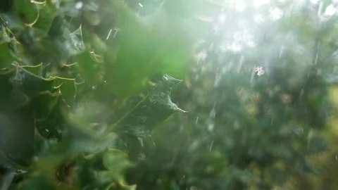 Drops fly on leaves and plants. Record in rain and watering the g Stock Footage 80552860